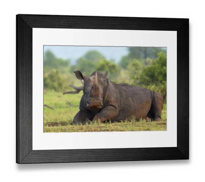 Framed Print : White Rhinoceros (Ceratotherium simum) resting, Kruger National Park, Mpumalanga Framed Print : White Rhinoceros (Ceratotherium simum) resting, Kruger National Park, Mpumalanga