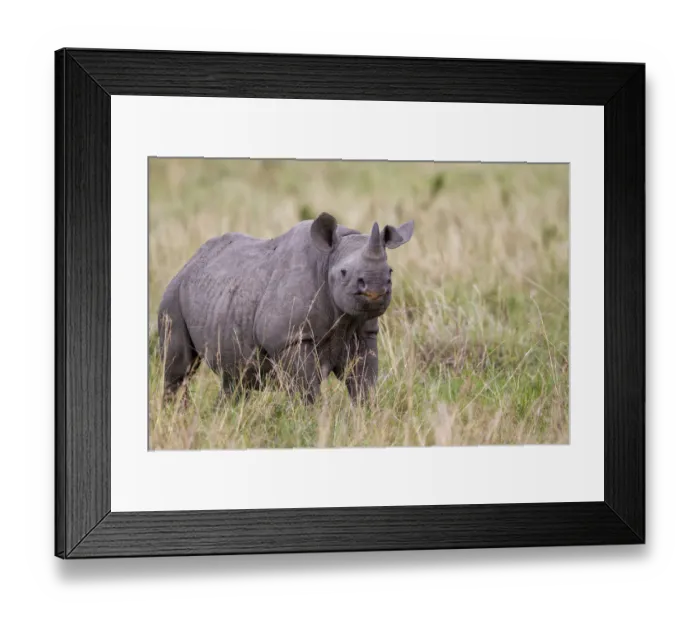 Framed Print : Young Black Rhinoceros (Diceros bicornis), Masai Mara National Park, Kenya Framed Print : Young Black Rhinoceros (Diceros bicornis), Masai Mara National Park, Kenya