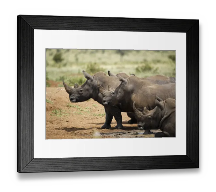Framed Print : Four White Rhinoceroses (Ceratotherium simum) leaving the water, Kruger National Park