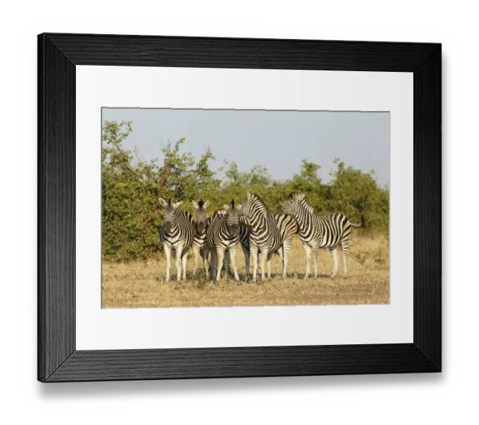 Framed Print : Plains Zebra (Equus quagga) group of six animals, South Africa, Limpopo