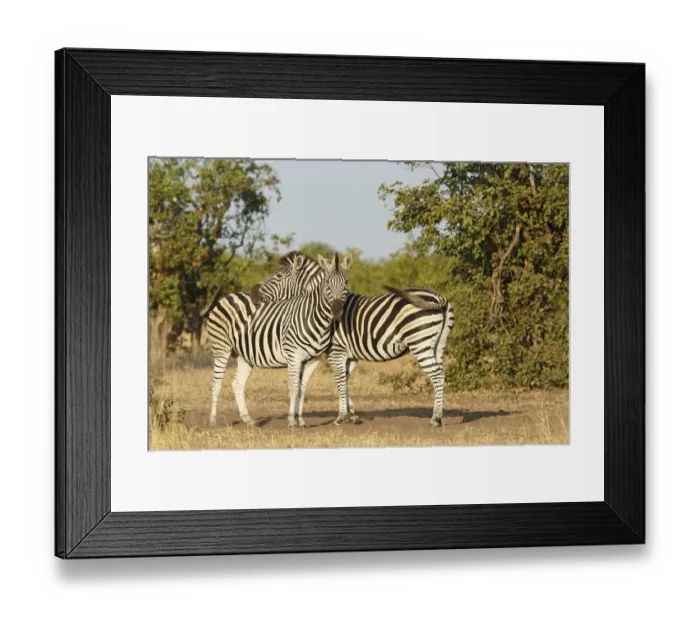 Framed Print : Plains Zebra (Equus quagga) pair, South Africa, Limpopo, Kruger National Park Framed Print : Plains Zebra (Equus quagga) pair, South Africa, Limpopo, Kruger National Park