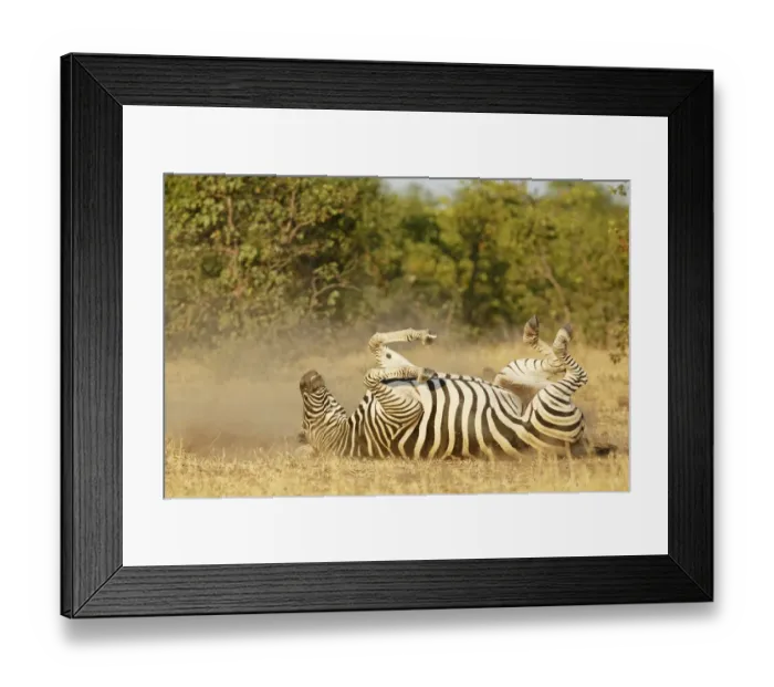 Framed Print : Common Zebra (Equus quagga) dust bathing, South Africa, Limpopo, Kruger National Park Framed Print : Common Zebra (Equus quagga) dust bathing, South Africa, Limpopo, Kruger National Park
