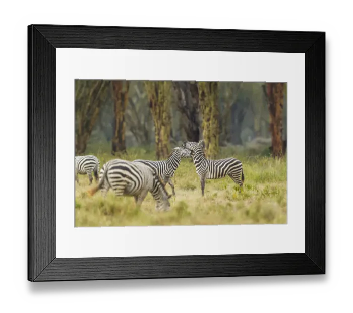 Framed Print : Zebra (Equus quagga), boehmi sub-species, fighing, Kenya, Lake Nakuru National Park Framed Print : Zebra (Equus quagga), boehmi sub-species, fighing, Kenya, Lake Nakuru National Park