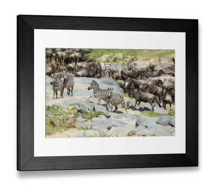 Framed Print : Zebra (Equus quaggi) and Wildebeast (Connochaetes taurinus Framed Print : Zebra (Equus quaggi) and Wildebeast (Connochaetes taurinus