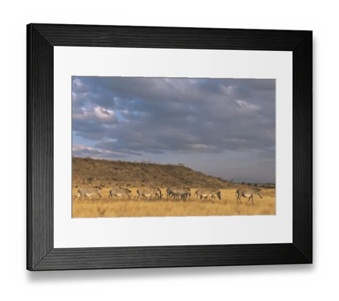 Framed Print : Grevyaes zebras (Equus grevyi) on the move, Kenya, Samburu National Reserve Framed Print : Grevyaes zebras (Equus grevyi) on the move, Kenya, Samburu National Reserve
