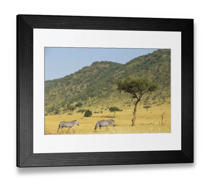 Framed Print : Common zebras (Equus quagga) on the move near Oloololo Escarpment, Kenya Framed Print : Common zebras (Equus quagga) on the move near Oloololo Escarpment, Kenya