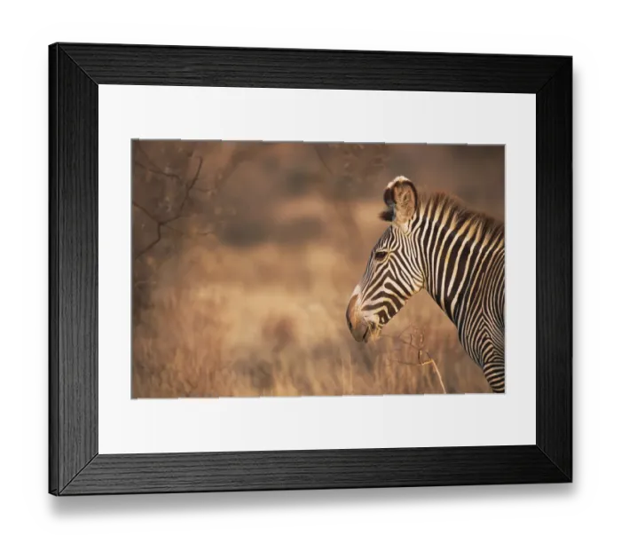 Framed Print : Grevyaes zebra (Equus grevyi) profile, Kenya, Samburu National Reserve Framed Print : Grevyaes zebra (Equus grevyi) profile, Kenya, Samburu National Reserve