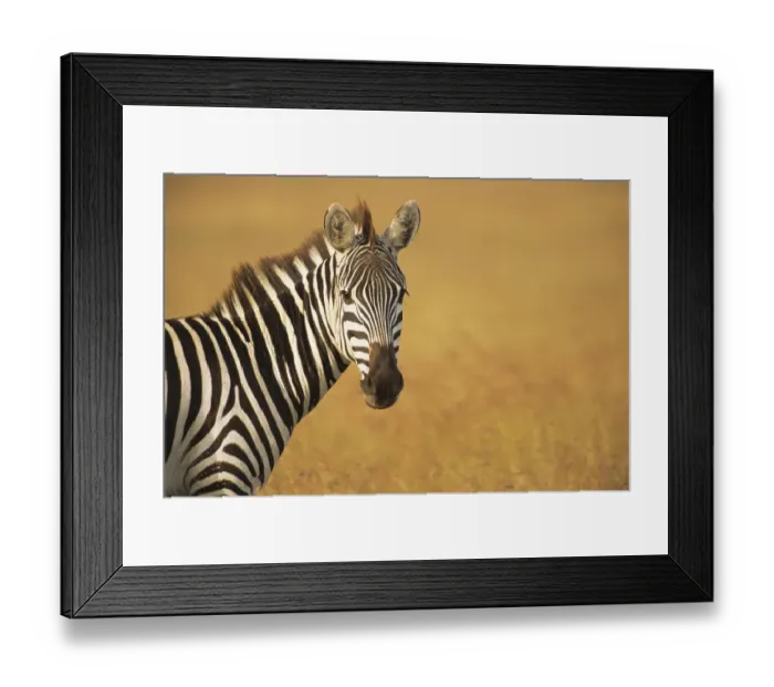 Framed Print : Common zebra (Equus quagga) portrait, Kenya, Masai Mara National Reserve Framed Print : Common zebra (Equus quagga) portrait, Kenya, Masai Mara National Reserve
