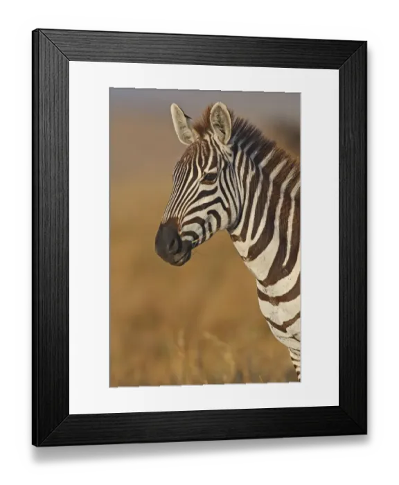 Framed Print : Portrait of a Plains Zebra (Equus quagga), Kenia, Narok County Framed Print : Portrait of a Plains Zebra (Equus quagga), Kenia, Narok County