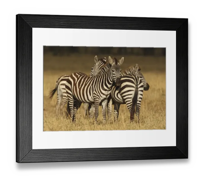 Framed Print : Plains Zebras (Equus quagga) standing close to each other in field, Kenya, Aytong Framed Print : Plains Zebras (Equus quagga) standing close to each other in field, Kenya, Aytong