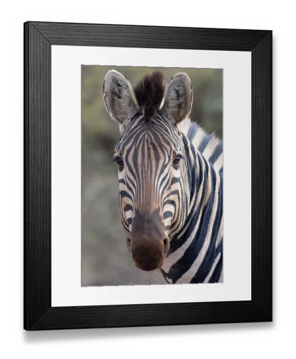 Framed Print : Portrait of a Plains Zebra (Equus quagga), South africa, Limpopo, Kruger National Park Framed Print : Portrait of a Plains Zebra (Equus quagga), South africa, Limpopo, Kruger National Park