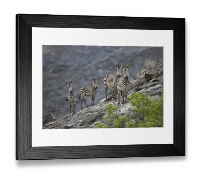 Framed Print : Endangered Hartmannaes Mountain Zebras (Hartmannaes Mountain Zebra Framed Print : Endangered Hartmannaes Mountain Zebras (Hartmannaes Mountain Zebra
