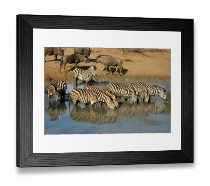 Framed Print : Group of Plains Zebraaes (Equus burchellii) and Blue Wildebeest(Connochaetus taurinus Framed Print : Group of Plains Zebraaes (Equus burchellii) and Blue Wildebeest(Connochaetus taurinus