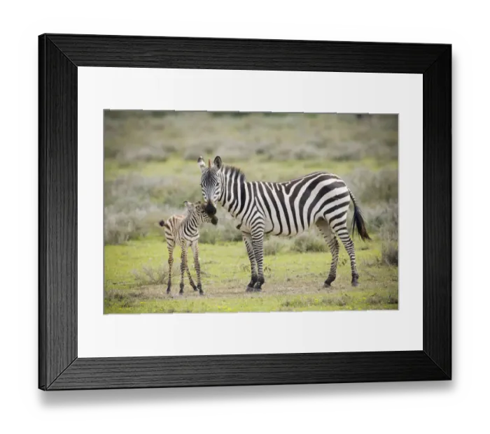 Framed Print : Plains Zebra (Equus quagga) with new born calf, Tanzania, Serengeti National Park Framed Print : Plains Zebra (Equus quagga) with new born calf, Tanzania, Serengeti National Park