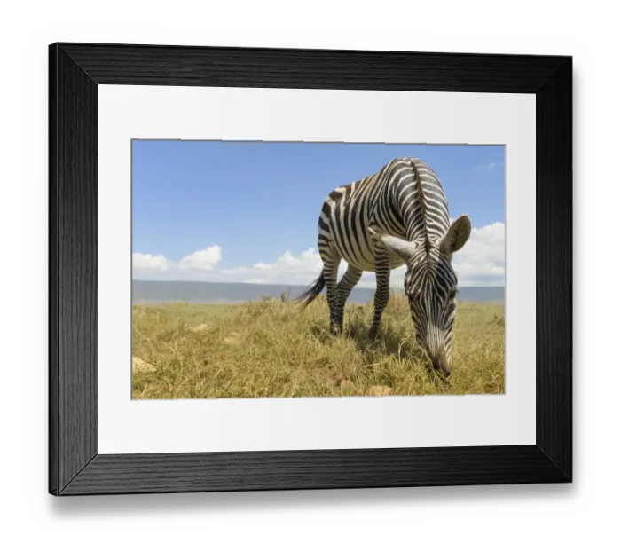 Framed Print : Plains Zebra (Equus quagga) grazing on the plain in the Ngorongor crate, Tanzania Framed Print : Plains Zebra (Equus quagga) grazing on the plain in the Ngorongor crate, Tanzania