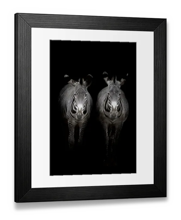 Framed Print : Two Grevyaes Zebras (Equus grevyi) standing in the dark in the stable entrance, Spain Framed Print : Two Grevyaes Zebras (Equus grevyi) standing in the dark in the stable entrance, Spain