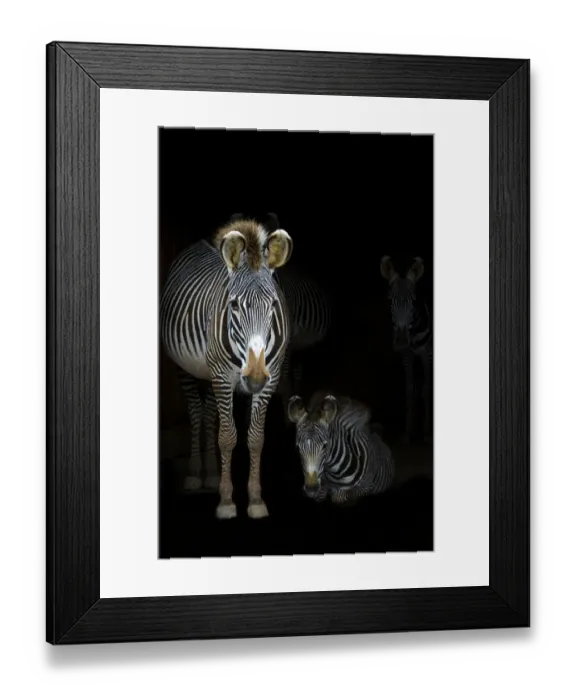 Framed Print : Grevyaes Zebras (Equus grevyi) mother standing in the dark in the stable entrance with Framed Print : Grevyaes Zebras (Equus grevyi) mother standing in the dark in the stable entrance with