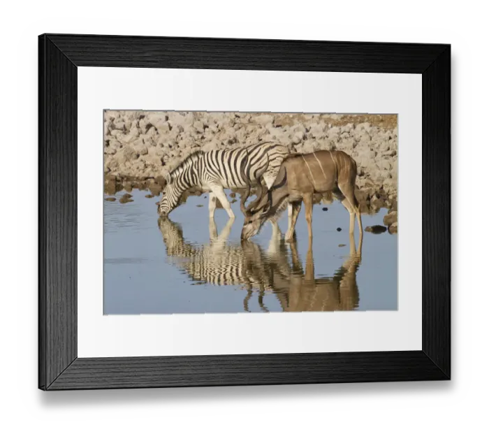 Framed Print : Greater kudu (Tragelaphus stepsiceros) stag and Burchellaes Zebra (Equus quagga burchellii Framed Print : Greater kudu (Tragelaphus stepsiceros) stag and Burchellaes Zebra (Equus quagga burchellii