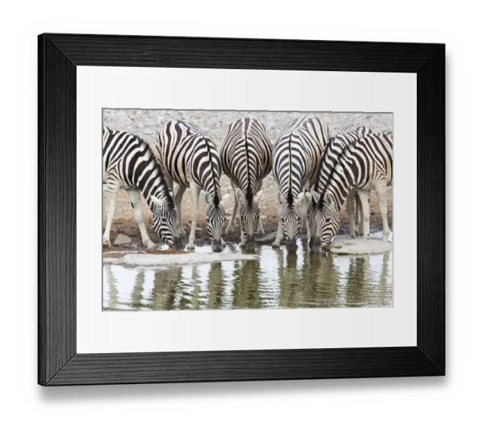 Framed Print : Herd of Burchellaes Zebra (Equus quagga burchellii) in a row drinking at the edge of a Framed Print : Herd of Burchellaes Zebra (Equus quagga burchellii) in a row drinking at the edge of a