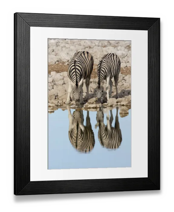 Framed Print : Pair of Burchellaes Zebra (Equus quagga burchellii) standing at wateraes edge to drink with Framed Print : Pair of Burchellaes Zebra (Equus quagga burchellii) standing at wateraes edge to drink with