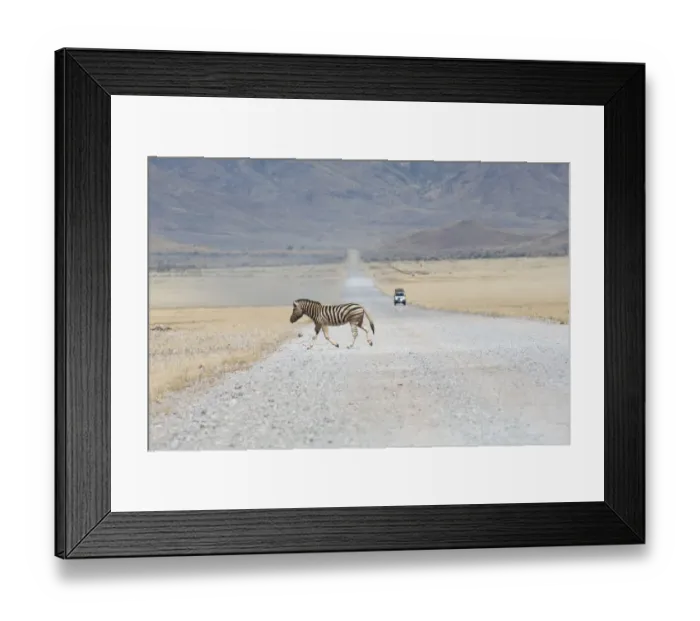 Framed Print : Hartmannaes Mountain Zebra (Equus zebra hartmannae) crossing a road, Namibia Framed Print : Hartmannaes Mountain Zebra (Equus zebra hartmannae) crossing a road, Namibia