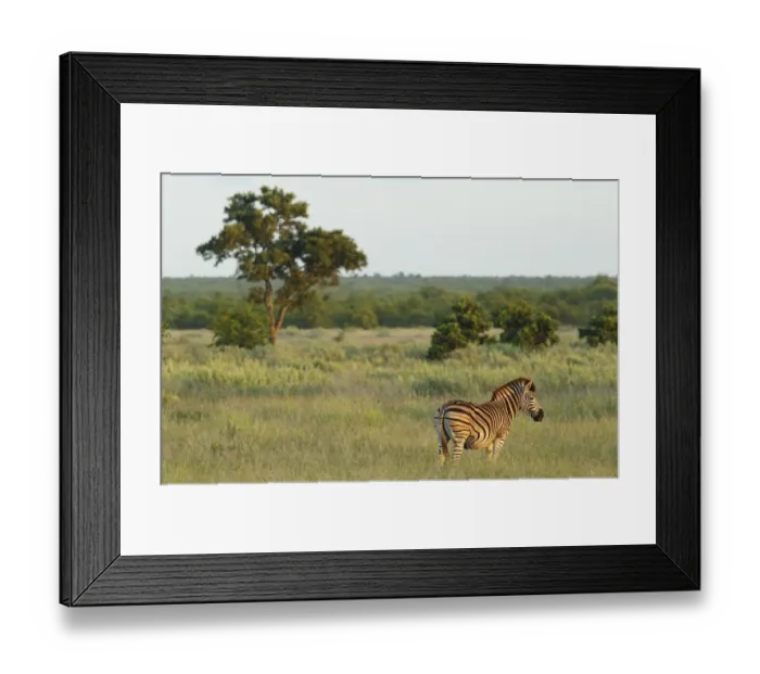 Framed Print : Plains Zebra (Equus quagga) standing in open grassland, South Africa, Limpopo Framed Print : Plains Zebra (Equus quagga) standing in open grassland, South Africa, Limpopo