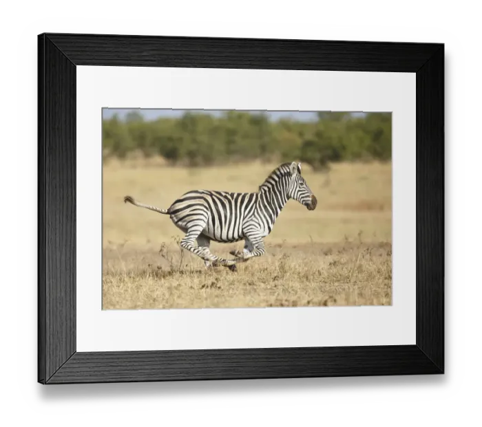 Framed Print : Common Zebra (Equus quagga) adult, running, South Africa, Limpopo, Kruger National Park Framed Print : Common Zebra (Equus quagga) adult, running, South Africa, Limpopo, Kruger National Park