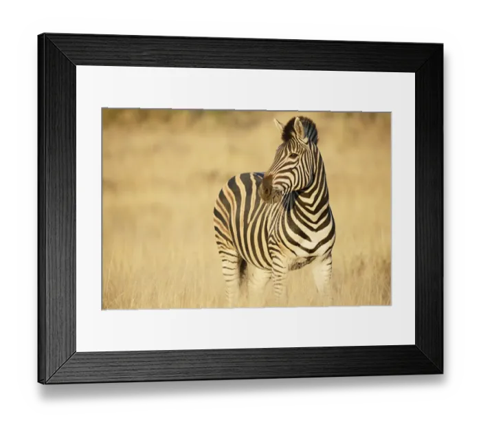 Framed Print : Common Zebra (Equus quagga) standing in grasland, feeding on vegetation, South Africa Framed Print : Common Zebra (Equus quagga) standing in grasland, feeding on vegetation, South Africa