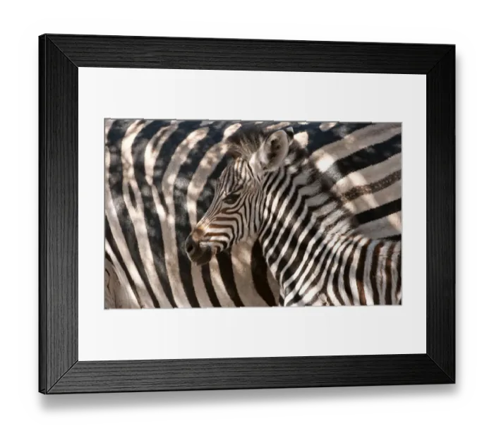 Framed Print : Portrait of a Plains Zebra (Equus quagga) foal seeking protection near its mother Framed Print : Portrait of a Plains Zebra (Equus quagga) foal seeking protection near its mother