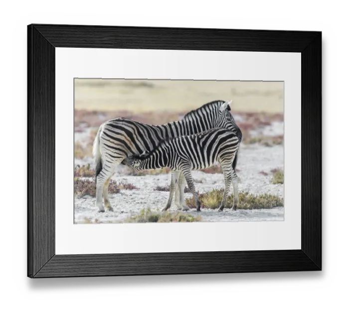Framed Print : Full length view of young Plains Zebra (Equus quagga) feeding from adult female on open Framed Print : Full length view of young Plains Zebra (Equus quagga) feeding from adult female on open