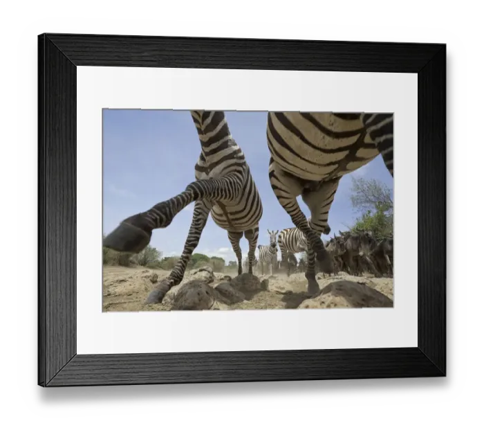 Framed Print : Plains Zebras (Equus quagga) running over rocky ground with Wildebeest Framed Print : Plains Zebras (Equus quagga) running over rocky ground with Wildebeest