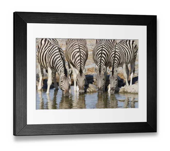 Framed Print : Front view of four Plains Zebra (Equus quagga) or (Equus burchellii Framed Print : Front view of four Plains Zebra (Equus quagga) or (Equus burchellii