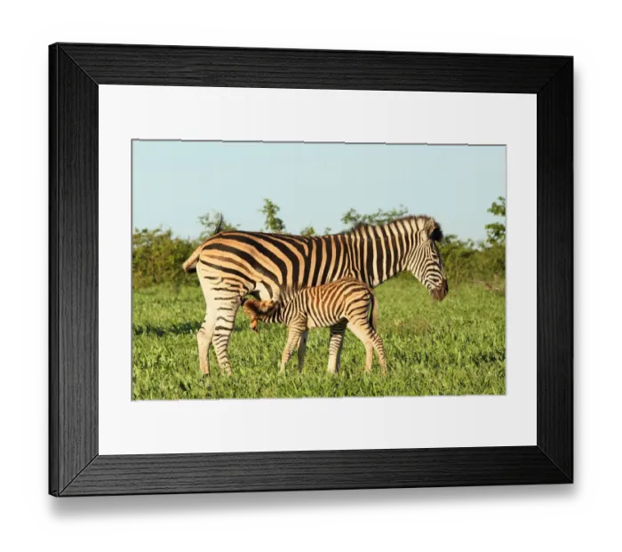 Framed Print : Plains Zebra (Equus quagga), a foal suckling from its mother, South Africa, Limpopo Framed Print : Plains Zebra (Equus quagga), a foal suckling from its mother, South Africa, Limpopo