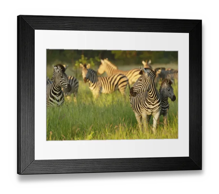 Framed Print : Herd of Plains Zebra (Equus quagga) standing in grassland, South Africa, Limpopo Framed Print : Herd of Plains Zebra (Equus quagga) standing in grassland, South Africa, Limpopo