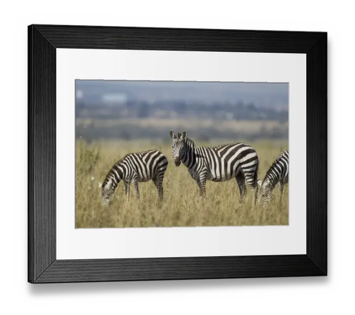 Framed Print : Common Zebra (Equus quagga), boehmi sub-species, Kenya, Nairobi National Park Framed Print : Common Zebra (Equus quagga), boehmi sub-species, Kenya, Nairobi National Park