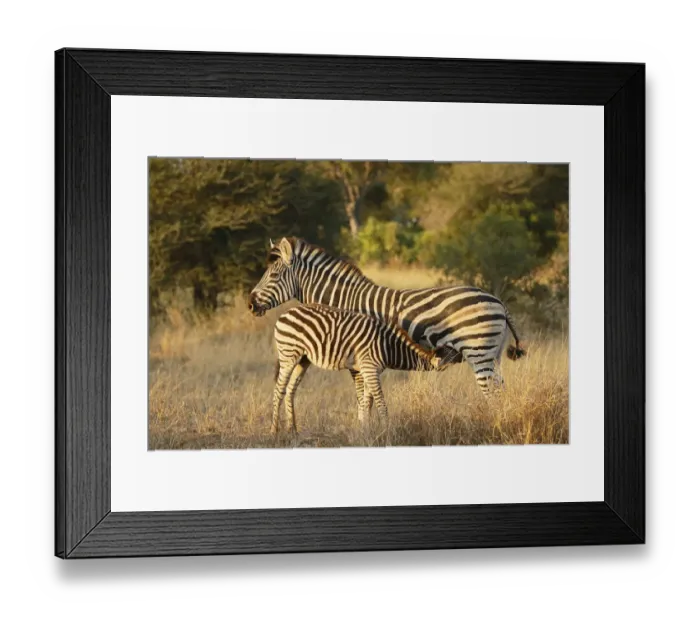 Framed Print : Common Zebra (Equus quagga), mare and foal. The foal is drinking, South Africa