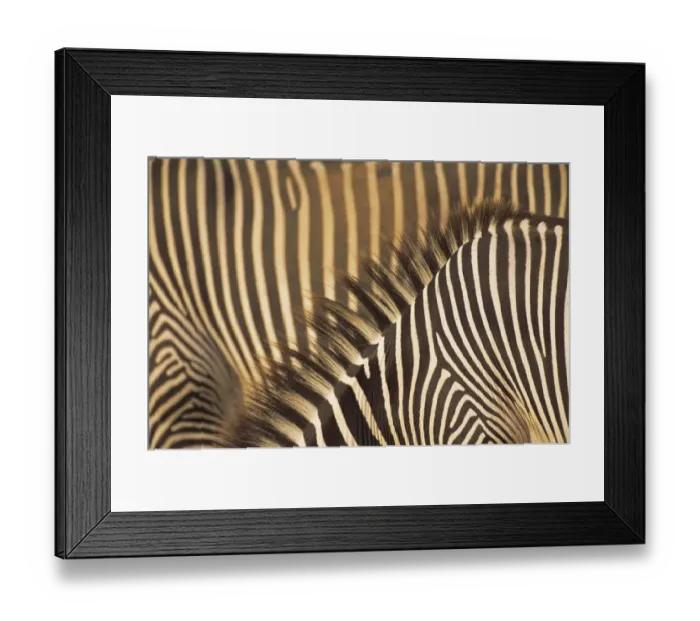 Framed Print : Grevyaes Zebra (Equus grevyi) stripe pattern in close up, Kenya, Samburu National Reserve Framed Print : Grevyaes Zebra (Equus grevyi) stripe pattern in close up, Kenya, Samburu National Reserve