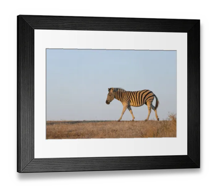 Framed Print : Zebra (Equus quagga) walking at sunset with clear sky, Botswana, Central District Framed Print : Zebra (Equus quagga) walking at sunset with clear sky, Botswana, Central District