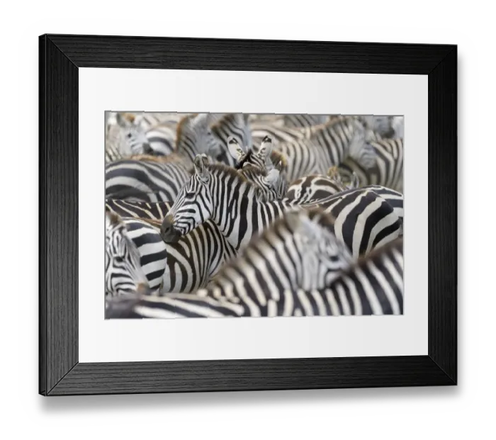 Framed Print : Plains Zebra (Equus burchellii) portrait in herd, Serengeti national park, Tanzania Framed Print : Plains Zebra (Equus burchellii) portrait in herd, Serengeti national park, Tanzania