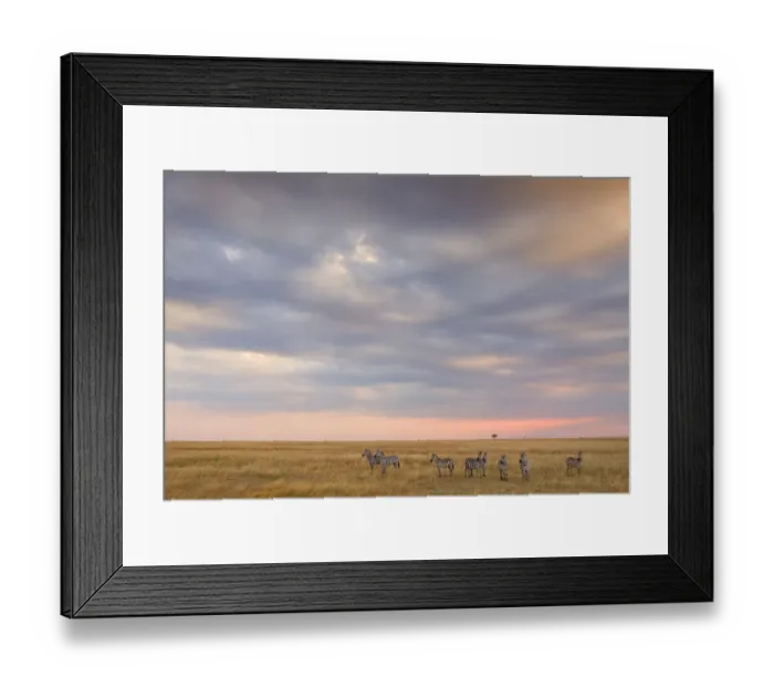 Framed Print : Plains Zebras (Equus quagga) on alert, standing in open savannah, Kenya Framed Print : Plains Zebras (Equus quagga) on alert, standing in open savannah, Kenya