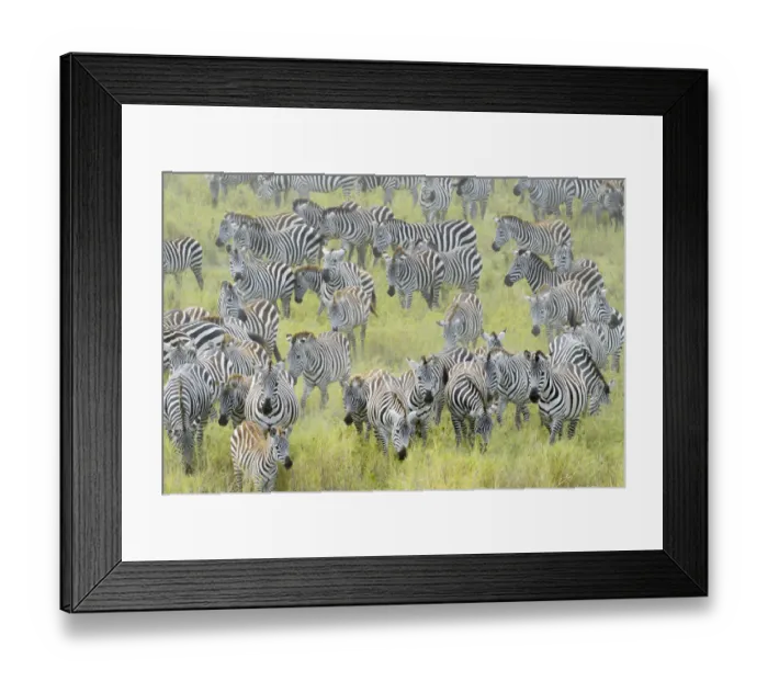 Framed Print : Plains Zebra (Equus burchellii) during migration, Serengeti national park, Tanzania Framed Print : Plains Zebra (Equus burchellii) during migration, Serengeti national park, Tanzania