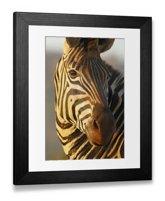 Framed Print : Common Zebra (Equus quagga) adult, portrait, South Africa, Mpumalanga Framed Print : Common Zebra (Equus quagga) adult, portrait, South Africa, Mpumalanga