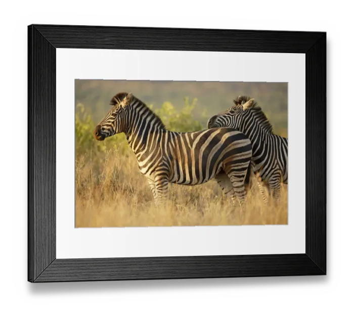 Framed Print : Common Zebra (Equus quagga) showing affection by resting its head on the back of another Framed Print : Common Zebra (Equus quagga) showing affection by resting its head on the back of another