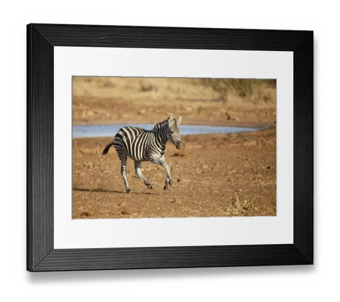 Framed Print : Common Zebra (Equus quagga) running away from a waterhole, South Africa, Mpumalanga Framed Print : Common Zebra (Equus quagga) running away from a waterhole, South Africa, Mpumalanga