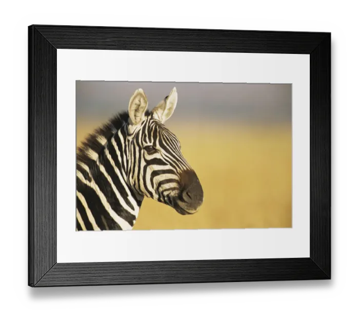 Framed Print : Common zebra (Equus quagga) portrait, Kenya, Msai Mara National Reserve Framed Print : Common zebra (Equus quagga) portrait, Kenya, Msai Mara National Reserve