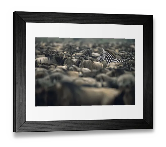 Framed Print : Common zebra (Equus quagga) amongst wildebeest herd (Connochaetes taurinus), Kenya Framed Print : Common zebra (Equus quagga) amongst wildebeest herd (Connochaetes taurinus), Kenya