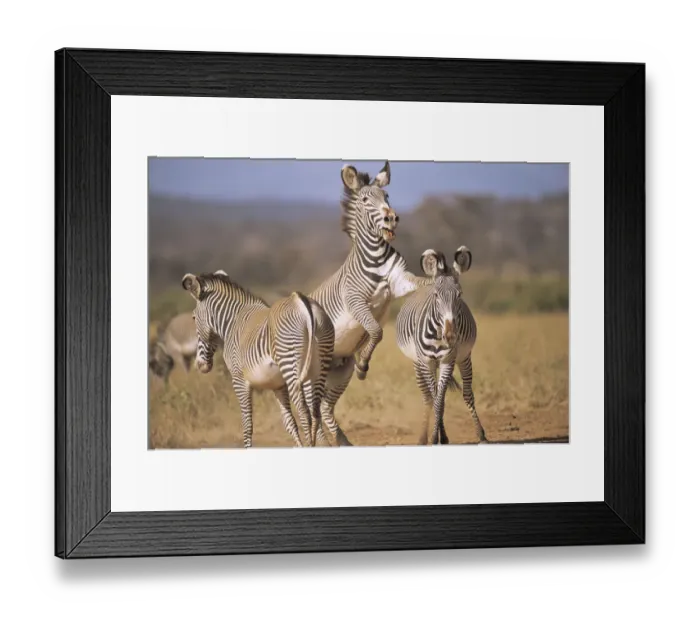 Framed Print : Grevyaes zebras (Equus grevyi) frolicking, Kenya, Samburu National Reserve Framed Print : Grevyaes zebras (Equus grevyi) frolicking, Kenya, Samburu National Reserve