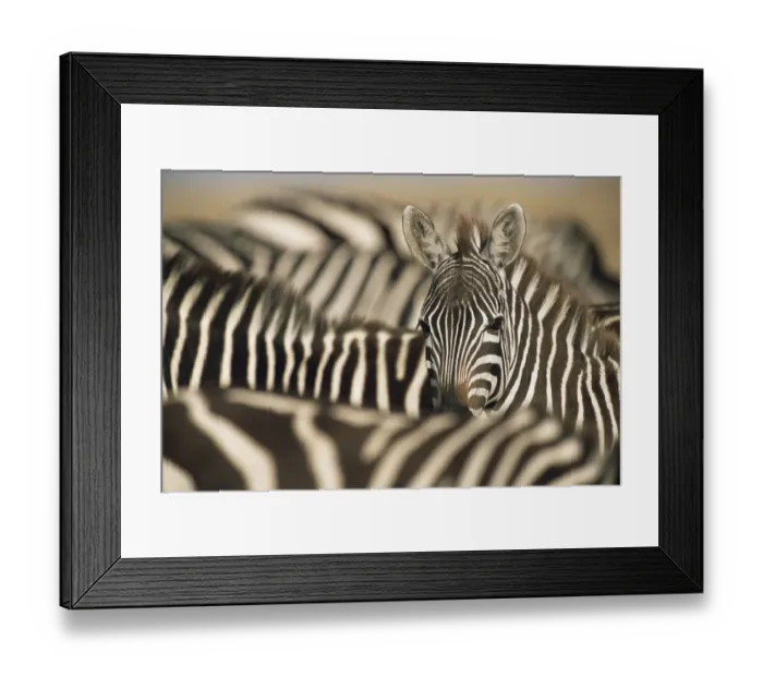 Framed Print : Common zebra (Equus quagga) amongst herd, Kenya, Masai Mara National Reserve Framed Print : Common zebra (Equus quagga) amongst herd, Kenya, Masai Mara National Reserve