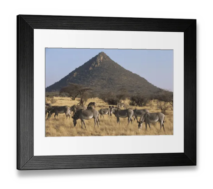 Framed Print : Grevyaes zebra grazing (Equus grevyi) grazing, Kenya, Samburu National Reserve Framed Print : Grevyaes zebra grazing (Equus grevyi) grazing, Kenya, Samburu National Reserve