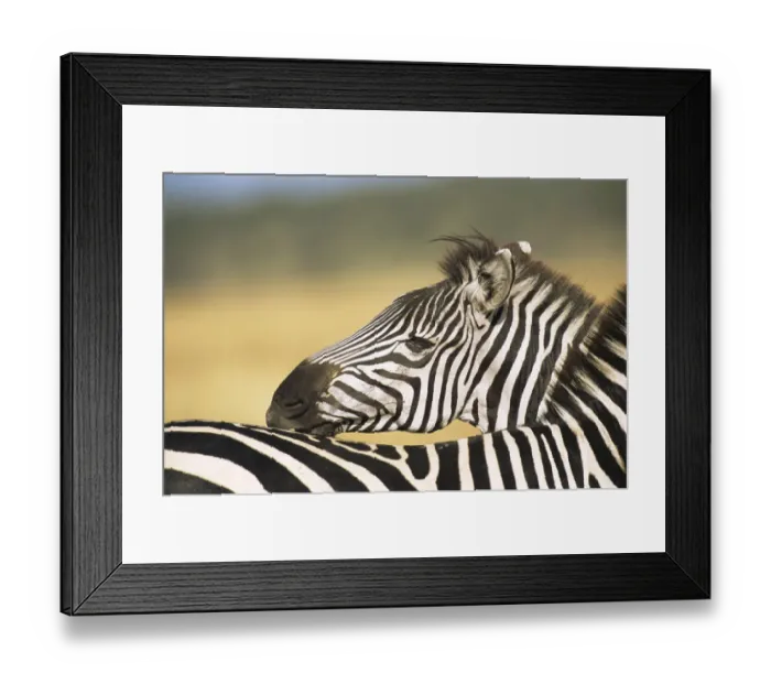 Framed Print : Common zebra grooming (Equus quagga) grooming other zebra, Kenya Framed Print : Common zebra grooming (Equus quagga) grooming other zebra, Kenya